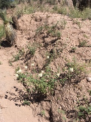 Dalea albiflora