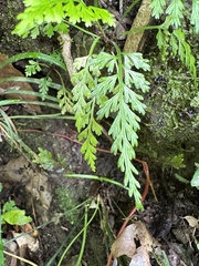 Asplenium ritoense