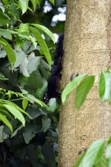 Callosciurus prevostii pluto