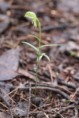 Pterostylis macilenta