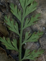Asplenium ritoense
