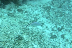 Caranx ruber