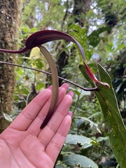 Anthurium variegatum