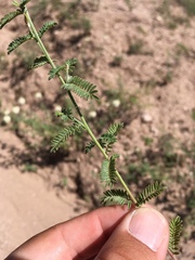 Dalea albiflora