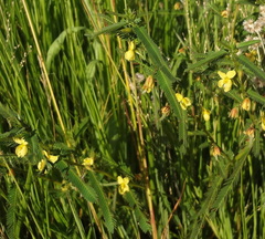 Chamaecrista mimosoides