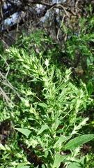 Axyris amaranthoides