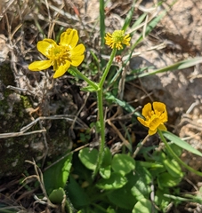 Ranunculus bullatus