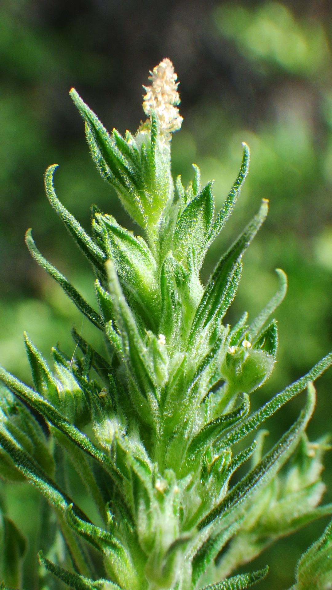 Axyris amaranthoides