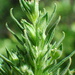 Russian-Pigweed - Photo (c) Matthias Buck, some rights reserved (CC BY-NC), uploaded by Matthias Buck