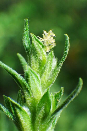 Axyris amaranthoides iNat (2)