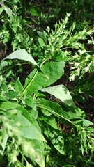 Axyris amaranthoides