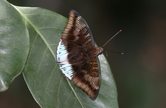 Euthalia phemius