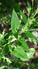 Axyris amaranthoides