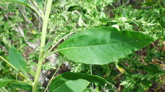 Axyris amaranthoides