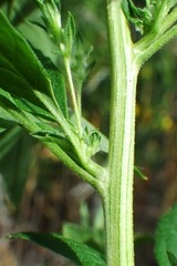 Axyris amaranthoides