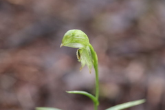 Pterostylis macilenta