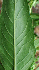 Axyris amaranthoides