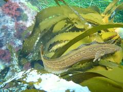 Heterostichus rostratus