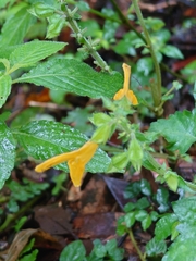 Salvia nipponica