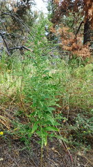 Axyris amaranthoides