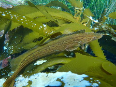 Heterostichus rostratus