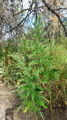 Axyris amaranthoides