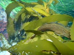 Heterostichus rostratus