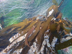 Heterostichus rostratus