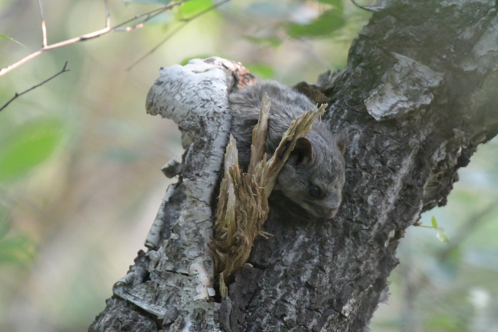Northern Chinese Flying Squirrel