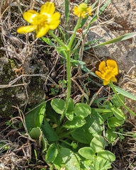 Ranunculus bullatus