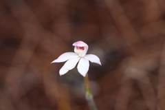 Caladenia alpina