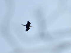 Anhinga melanogaster