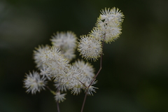 Thalictrum petaloideum