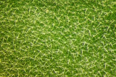 Axyris amaranthoides