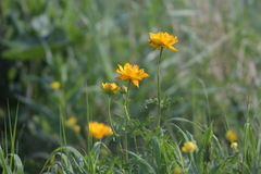 Trollius chinensis