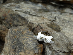 Mesoleuca albicillata