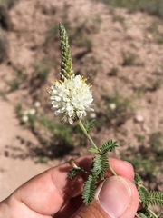 Dalea albiflora