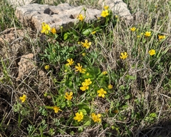 Ranunculus bullatus