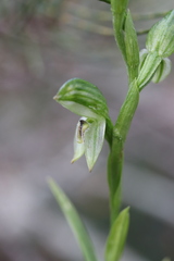 Pterostylis macilenta