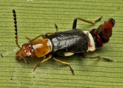 Carphurus fasciculatus