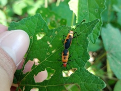 Dysdercus cingulatus