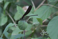 Atrocalopteryx atrata