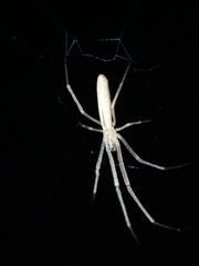 Tetragnatha laboriosa
