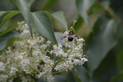 Volucella