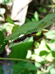 Dysdercus cingulatus