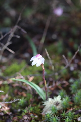 Caladenia alpina