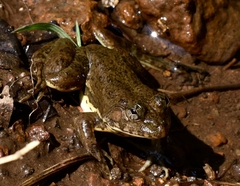 Euphlyctis cyanophlyctis