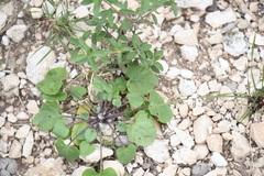 Mimophytum alienoides