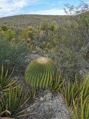 Echinocactus platyacanthus