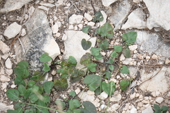 Mimophytum alienoides